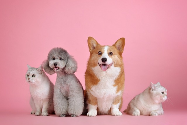 Royal canin puppyvoer: de beste start voor jouw hondje