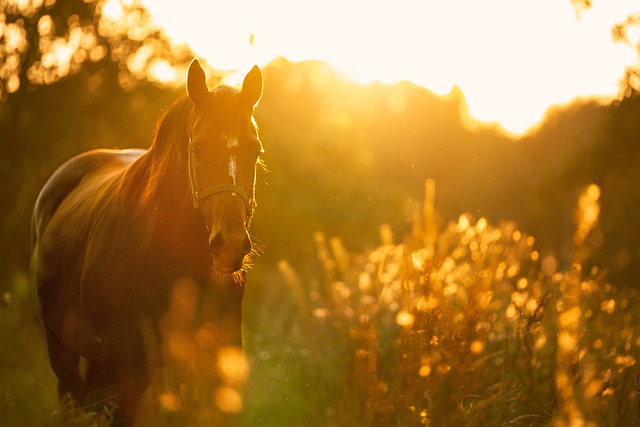 Van stal tot zadel: de complete reis door de wereld van paardengezondheid, rassen, rijtechnieken en training